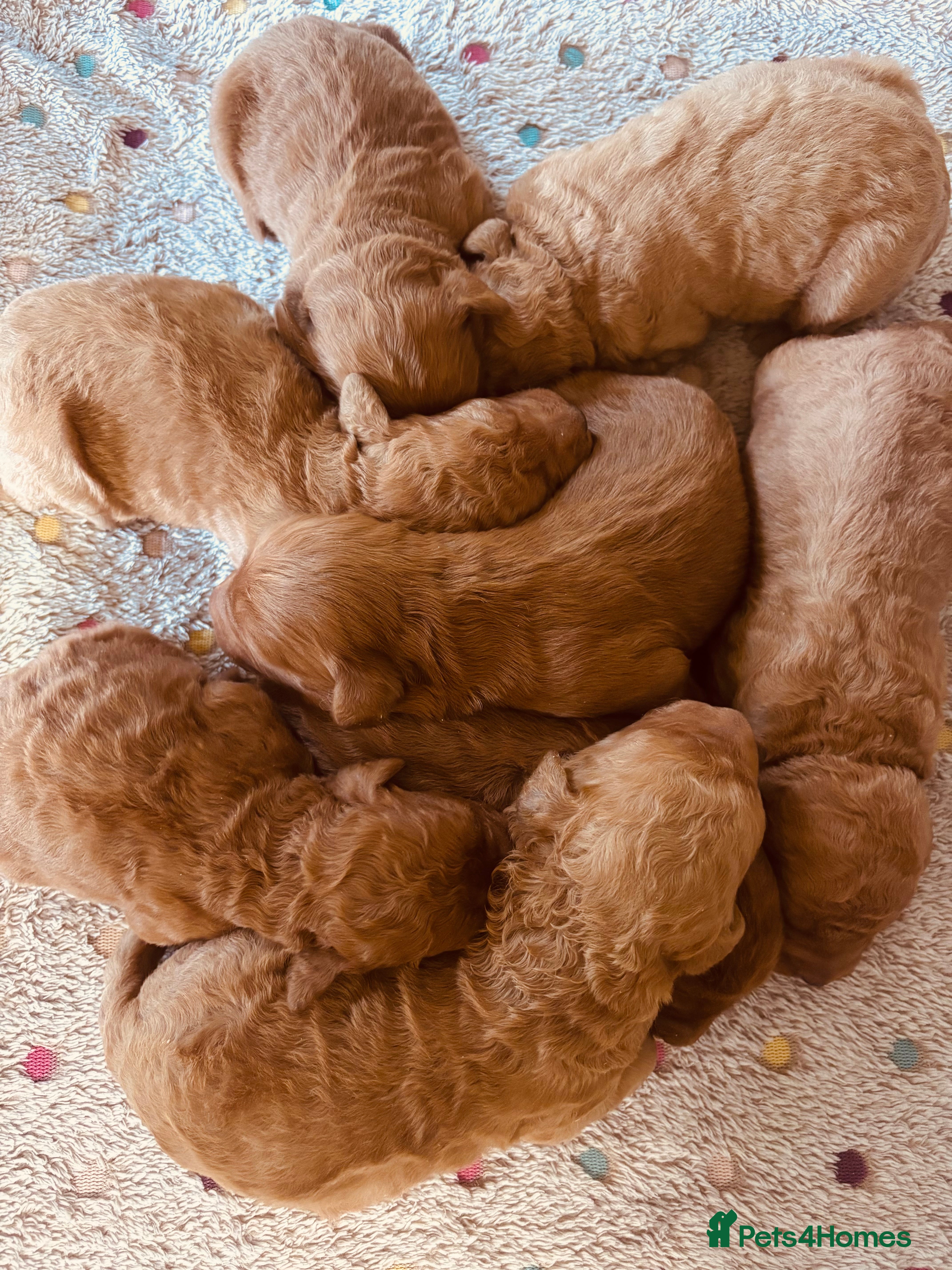 Labradoodle dogs Medium sized F1b Labradoodles  - Advert 3