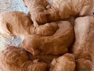 Labradoodle dogs Medium sized F1b Labradoodles - Advert 3