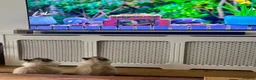 Ragdoll cats for sale: Ragdoll with blue eyes and mitten paws. in Chigwell - Advert 3
