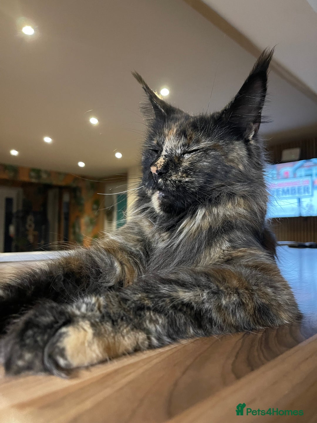 Maine Coon cats for sale: Top pedigree MaineCoon sisters  - Advert 3