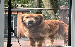 Golden Retriever dogs for stud: Stunning dark red golden retriever  - Image 5