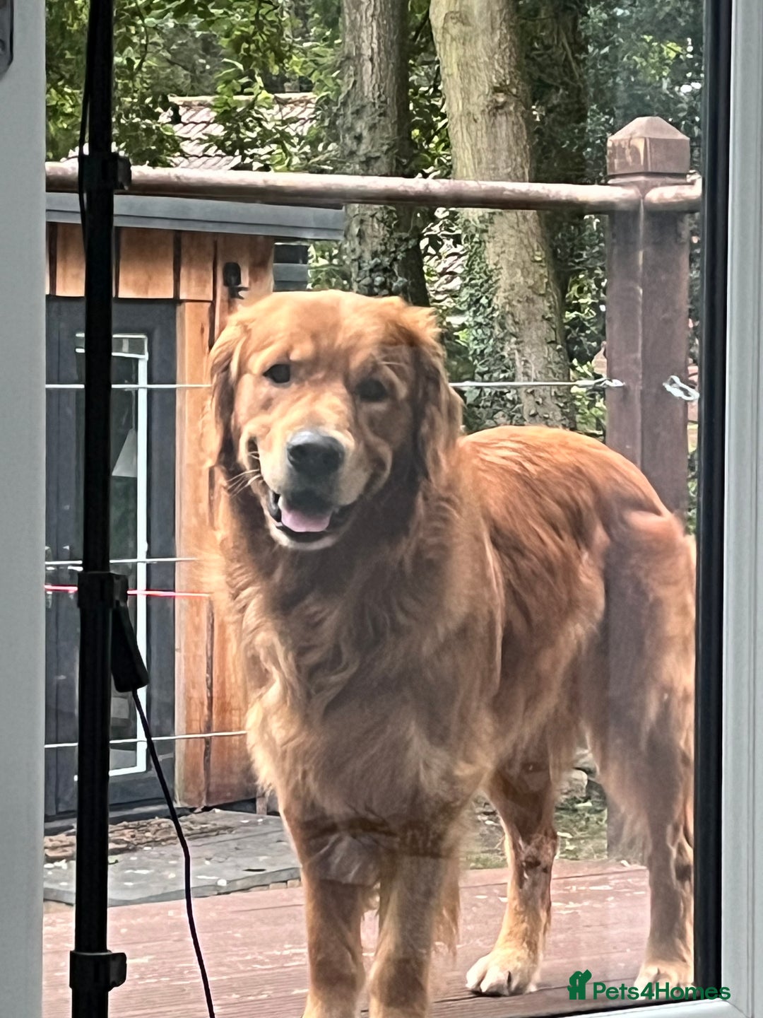 Golden Retriever dogs for stud: Stunning dark red golden retriever  - Image 5