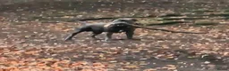 Staffordshire Bull Terrier dogs for stud: Kenbloom Mcintosh  - Advert 10