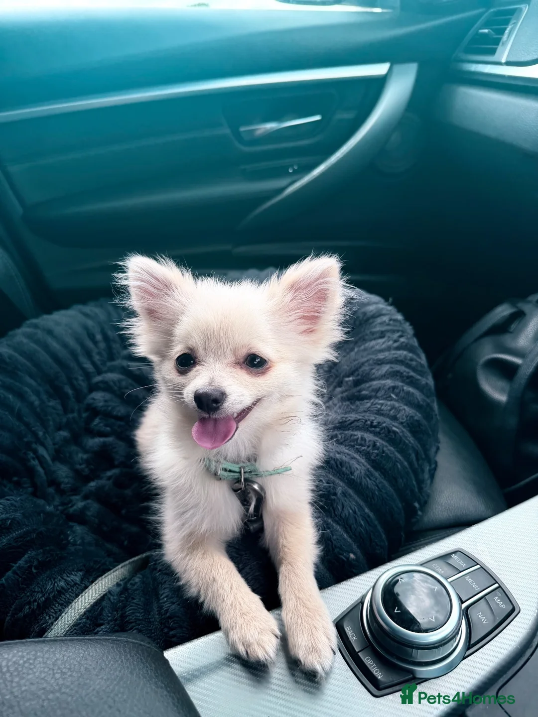 Pomchi dogs for sale: Little but mighty bear 🐻‍❄️  in Lincoln - Advert 1