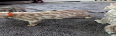Bengal 4