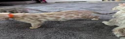 Bengal cats for sale: Beautiful Bengal kittens - Advert 3