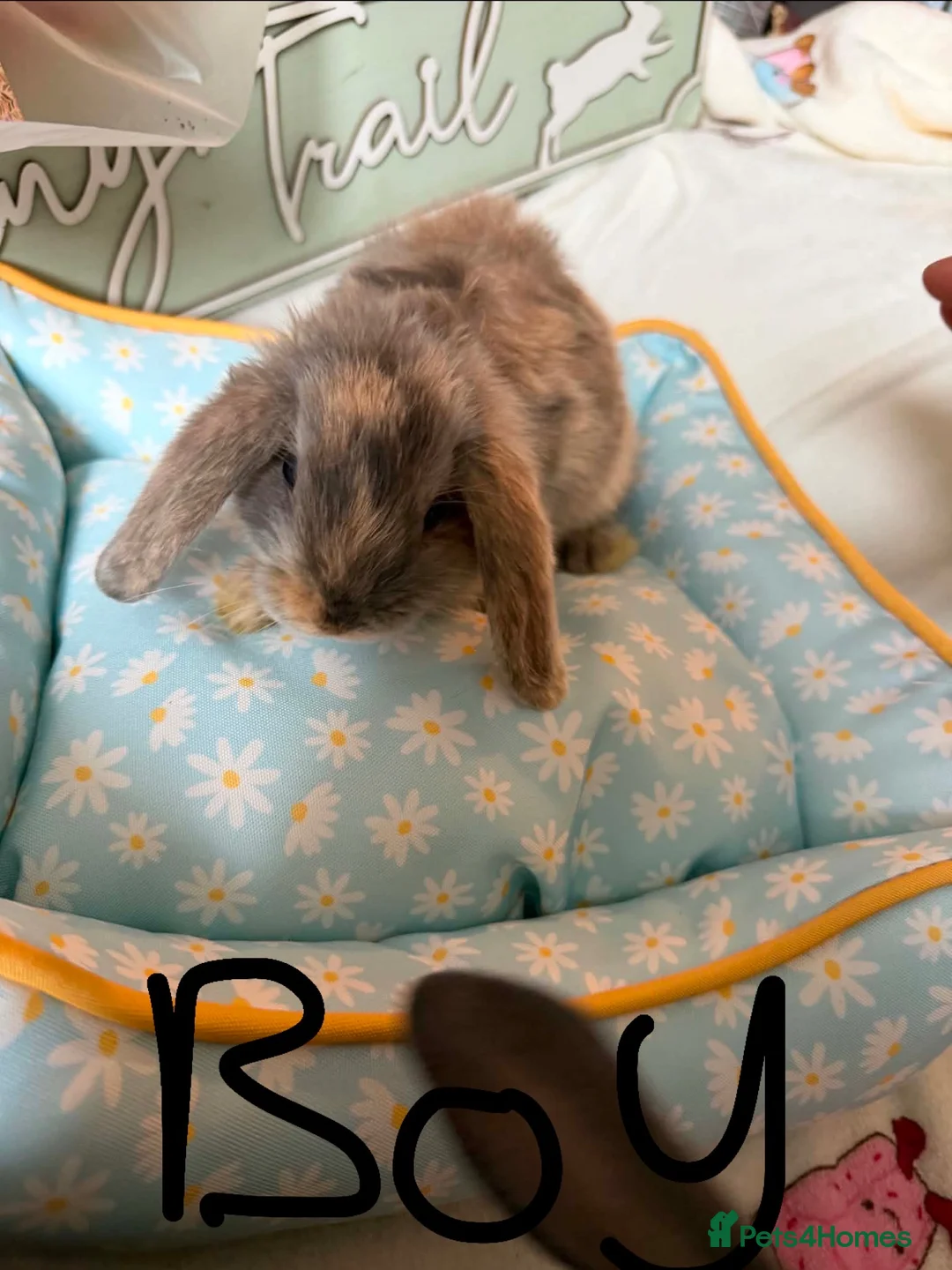 Mini Lop rabbits for sale: Minni lop - Advert 9
