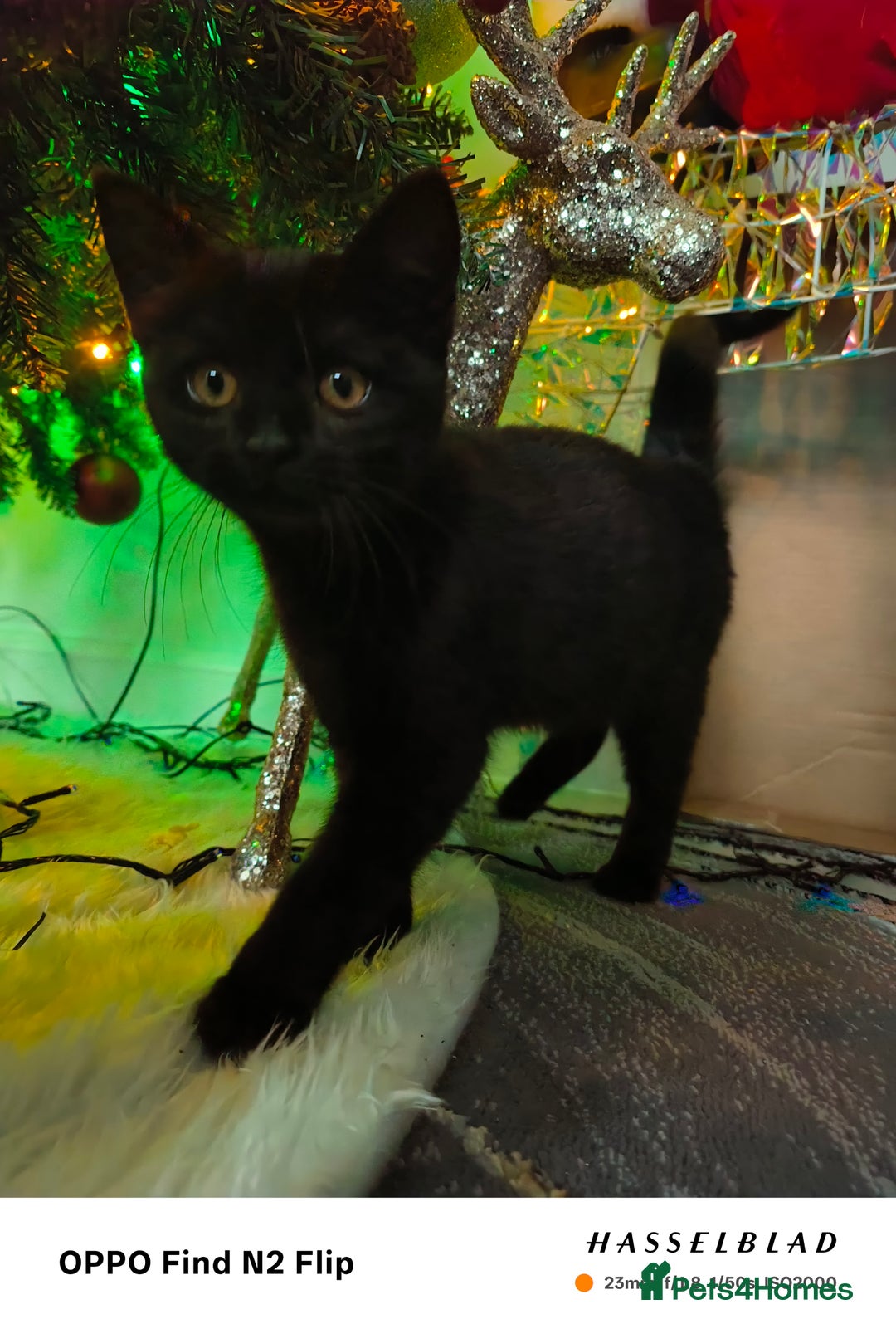 Scottish Fold cats for sale: Scottish fold girl - Advert 4