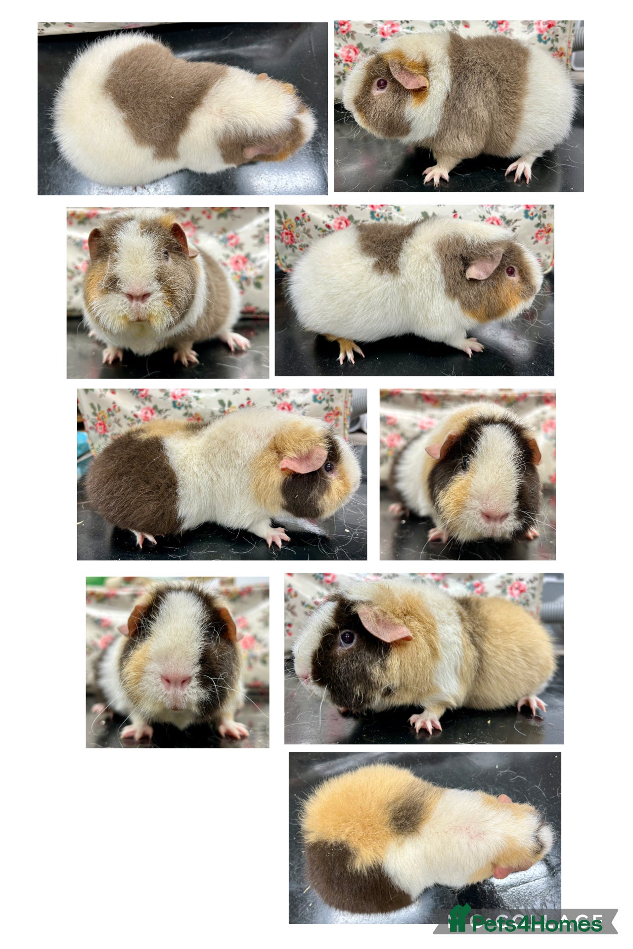 Guinea Pig rodents Teddy Guinea Pigs Available  - Advert 17