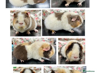 Guinea Pig rodents Teddy Guinea Pigs Available - Advert 19