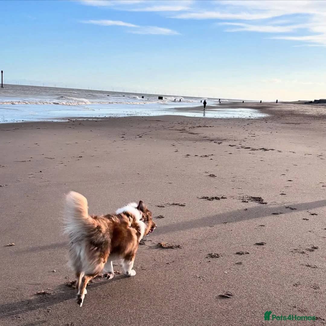Mixed Breed dogs for adoption: Meet Teddy, currently residing in Lincolnshire  in Mablethorpe - Advert 14