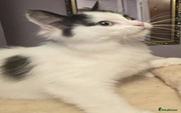Siberian cats for sale: Beuatiful Siberian Male Kitten  - Image 15