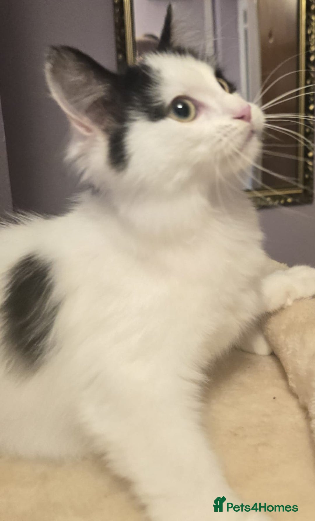 Siberian cats for sale: Beuatiful Siberian Male Kitten  - Image 15