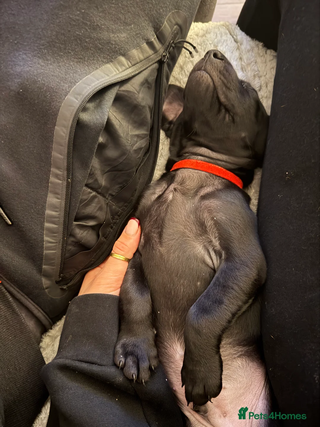 Mixed Breed dogs for sale: Vizmaraner puppies  - Advert 26