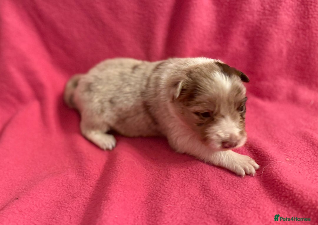 Border Collie dogs for sale: Beautiful Border Collie Pups  - Advert 1