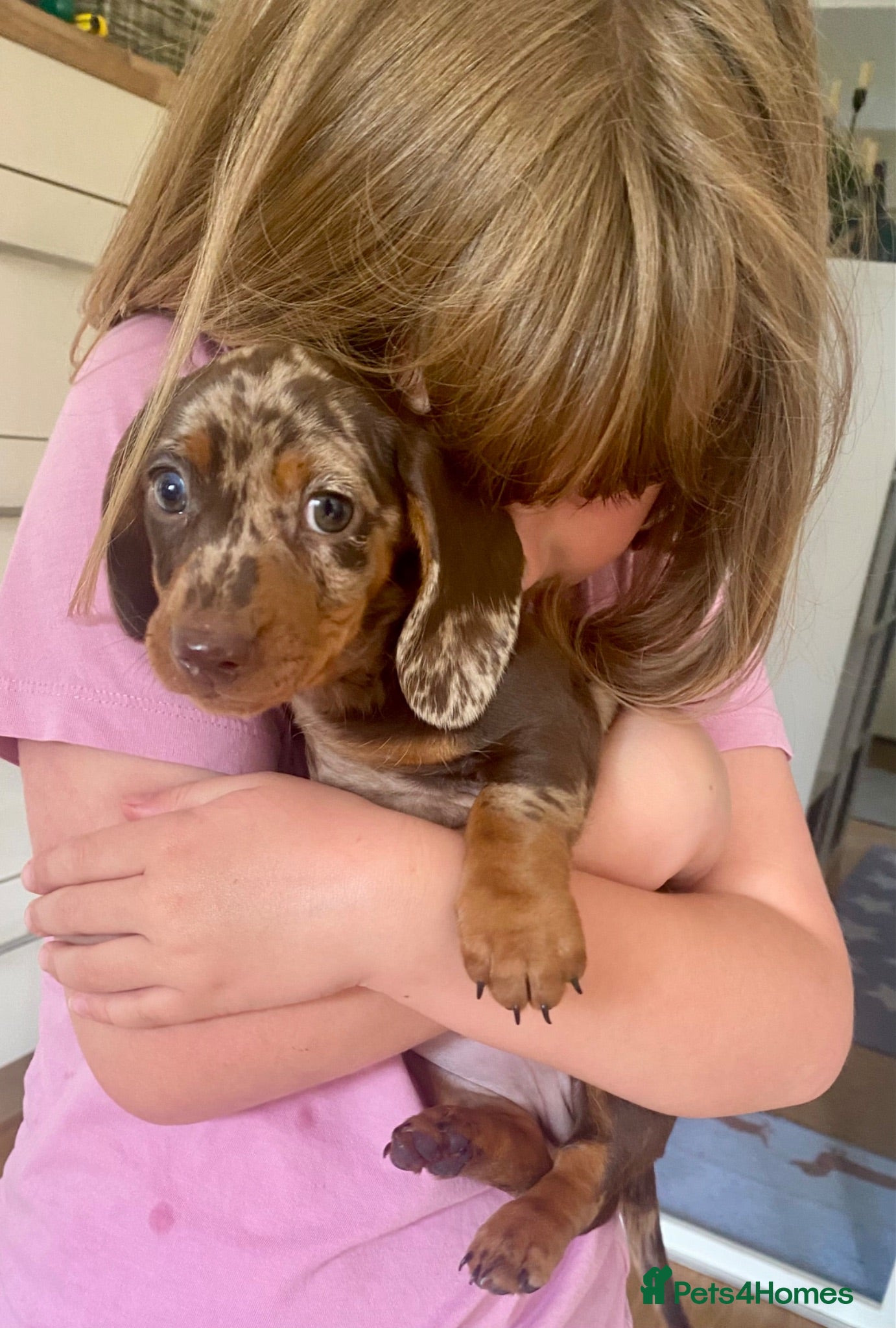 Miniature Dachshund dogs AWAITING TO BE CHOSEN 🩷💙 - Advert 17
