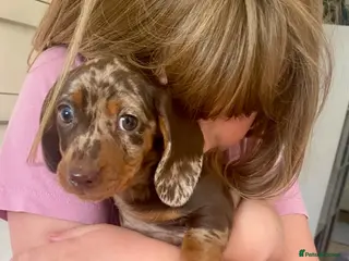 Miniature Dachshund dogs AWAITING TO BE CHOSEN 🩷💙 - Advert 17