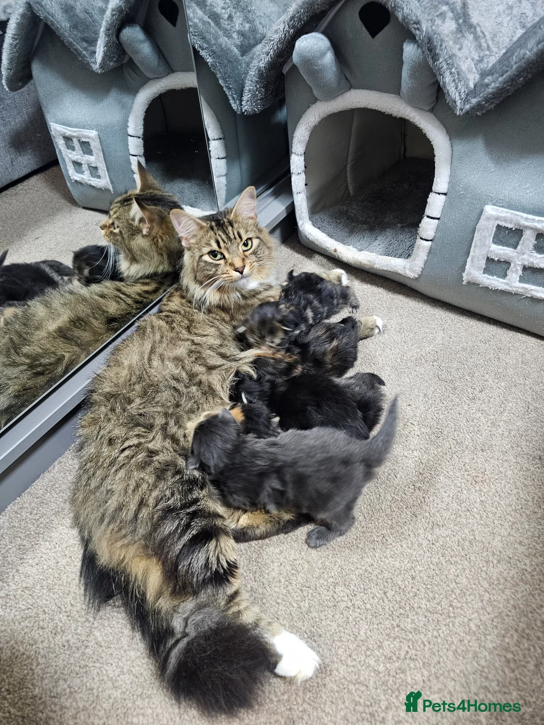 Maine Coon cats for sale: Mainecoon × Siberian  - Advert 2