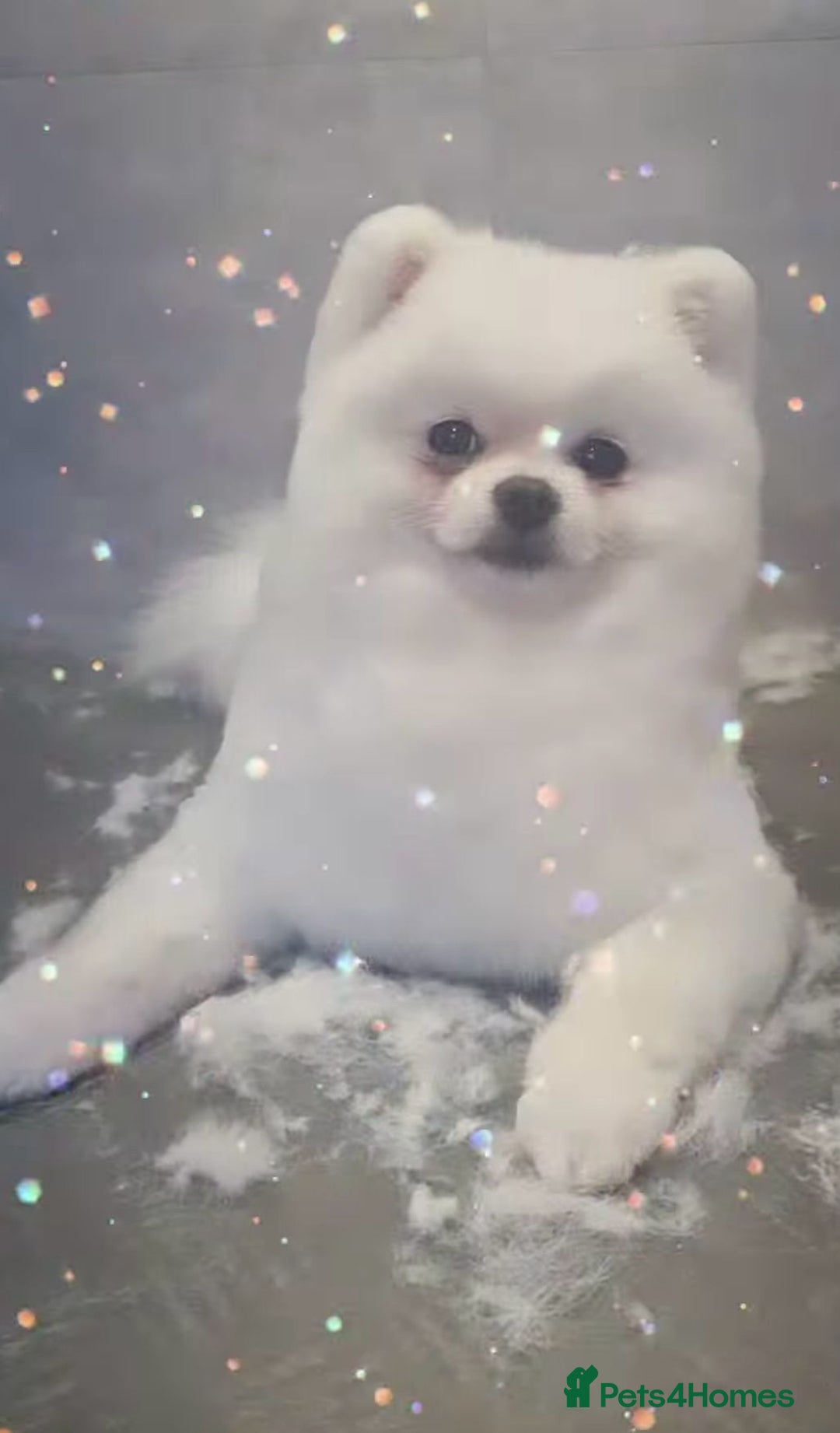 Pomeranian dogs for stud: Male Pomeranian For Stud! in London - Advert 5