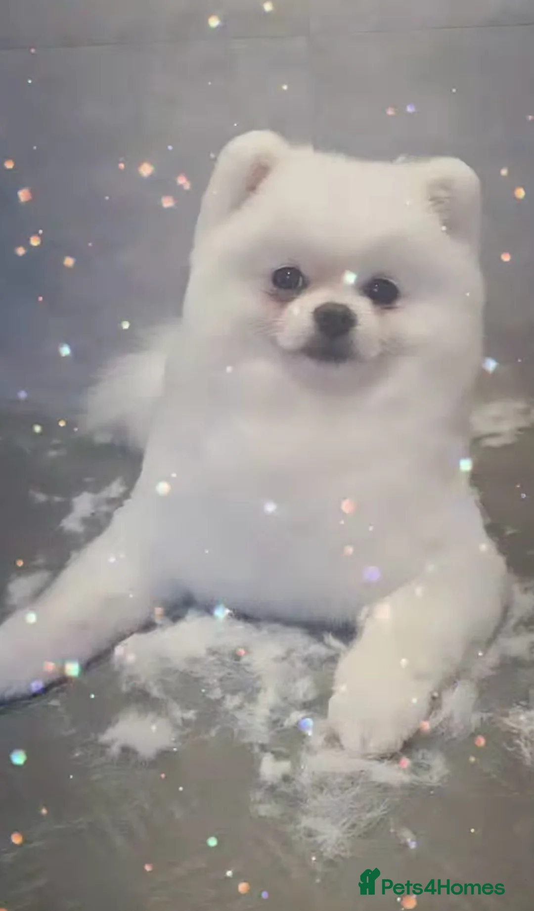 Pomeranian dogs for stud: Male Pomeranian For Stud! in London - Advert 5