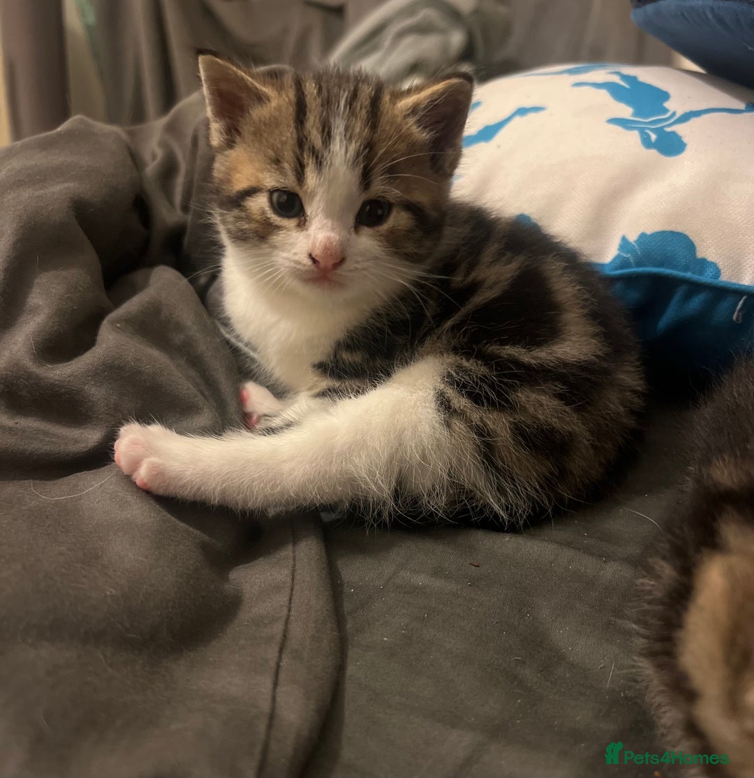 British Shorthair cats for sale: 4 Beautiful British Shorthair cross Kittens  - Image 4