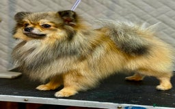 Pomeranian dogs for adoption: Prince: The Little Dog Who Survived  - Image 2