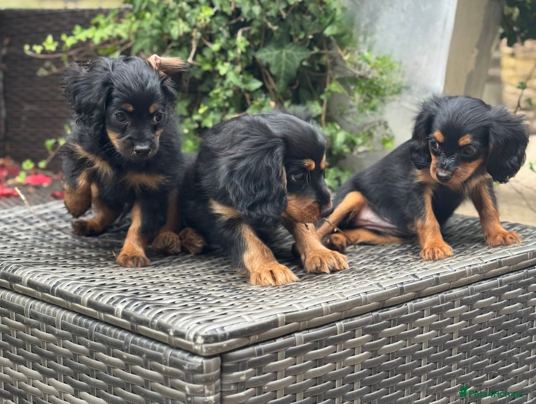 Cavapoo dogs for sale: Cavapoo rare black &tan health tested  - Image 7