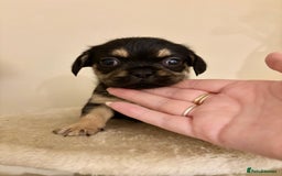 Mixed Breed dogs for sale: 3 gorgeous pups ready now - Image 7