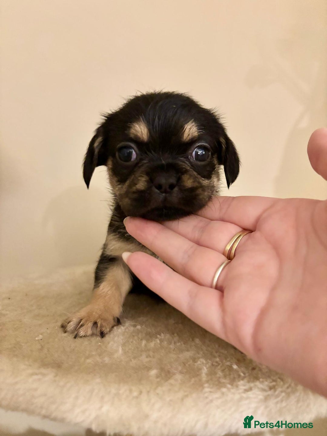 Mixed Breed dogs for sale: 3 gorgeous pups ready now - Image 7