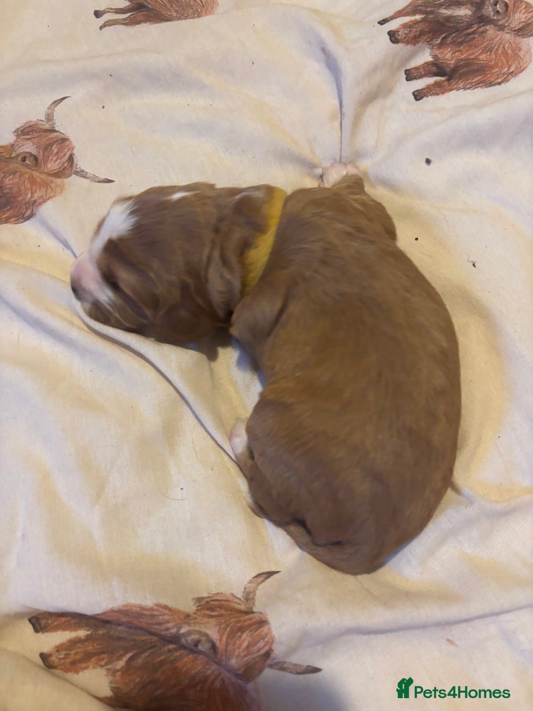 Cocker Spaniel dogs for sale: 6 beautiful cocker spaniels ALL DEPOSIT PAiD - Advert 23