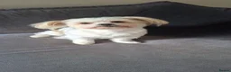 Shih Tzu dogs for sale: Stunning pure bred Shih Tzu puppies - Advert 1