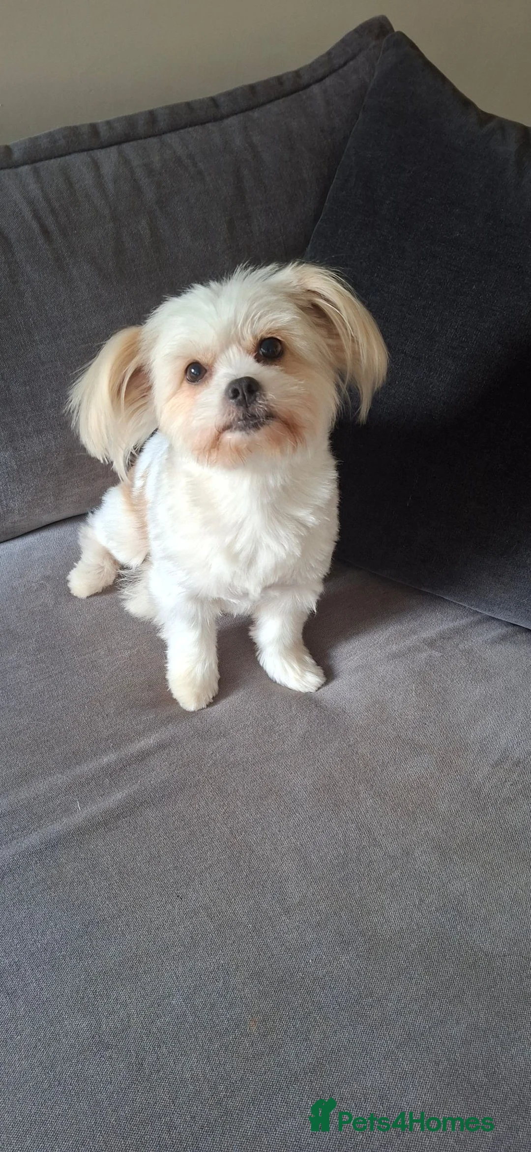 Shih Tzu dogs for sale: Stunning pure bred Shih Tzu puppies - Advert 1