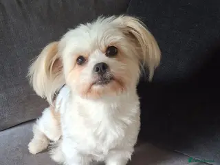 Shih Tzu dogs Stunning pure bred Shih Tzu puppies - Advert 3