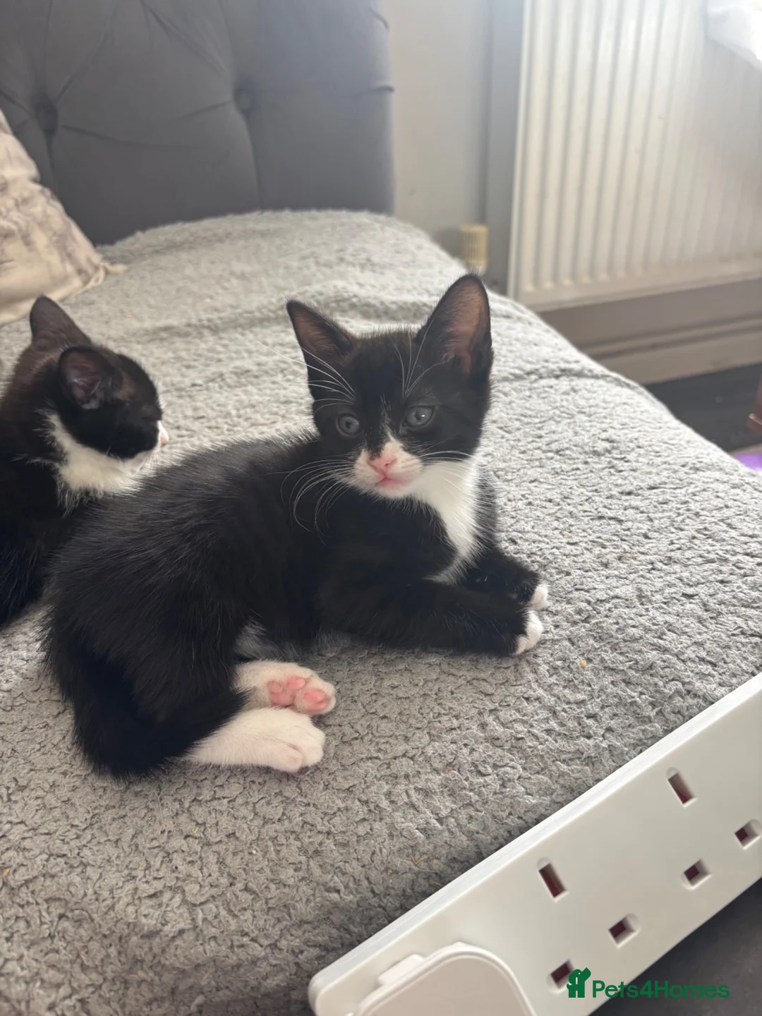British Shorthair cats for sale: tuxedo kittens  - Advert 8