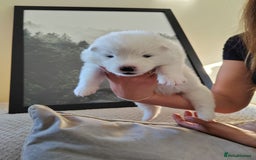 Samoyed dogs for stud: Purebred KC Registered SAMOYED Stud for Breeding  in Reading - Image 14