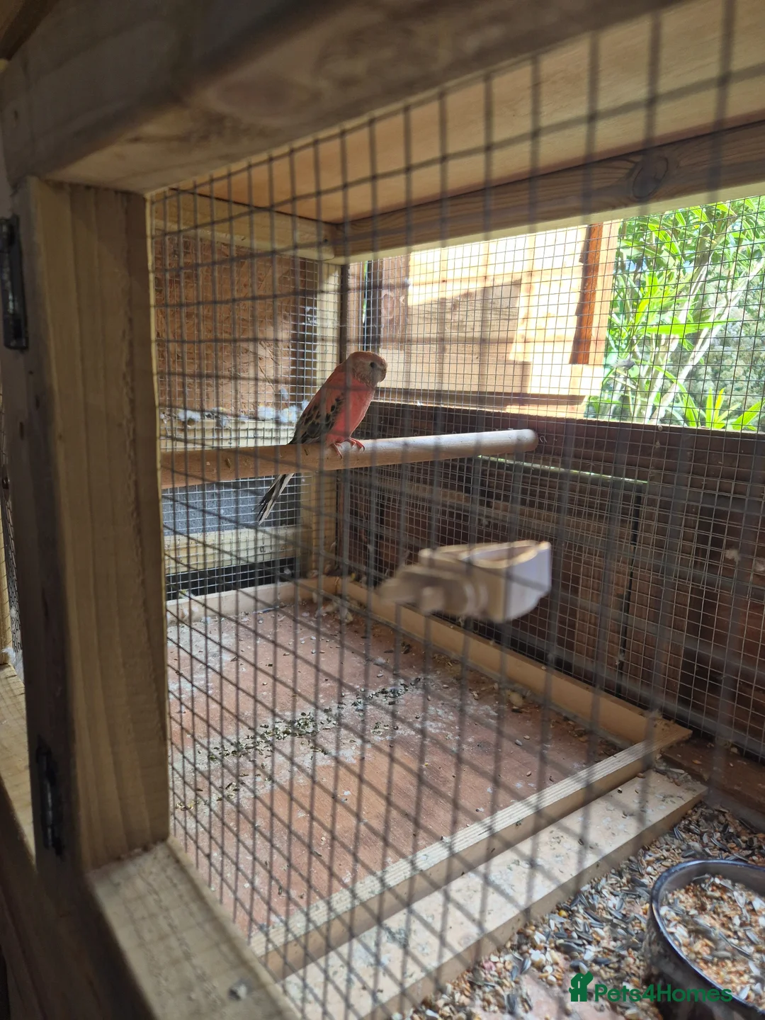 Parakeets birds for sale: rosa bourkes blue bloodline in Chelmsford - Advert 3
