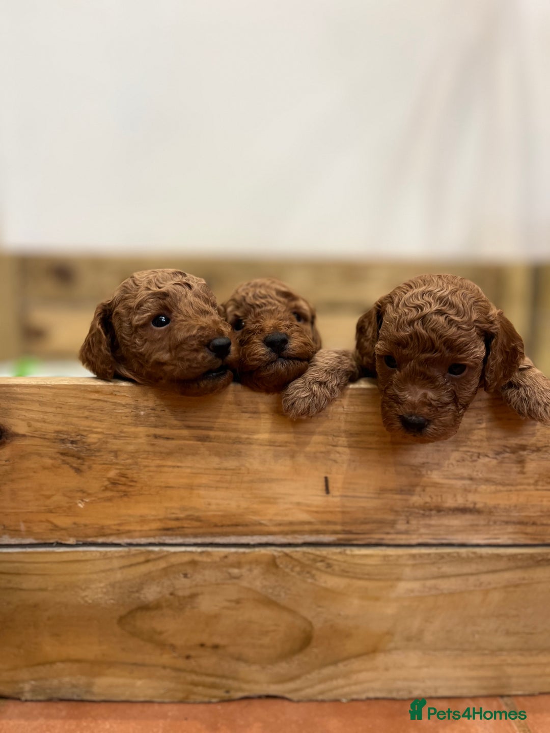 Cockapoo dogs for sale: Fox red cockapoo's - Image 1