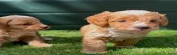 Cockapoo dogs for sale: Gorgeous Toy Cockapoo pups - Advert 8