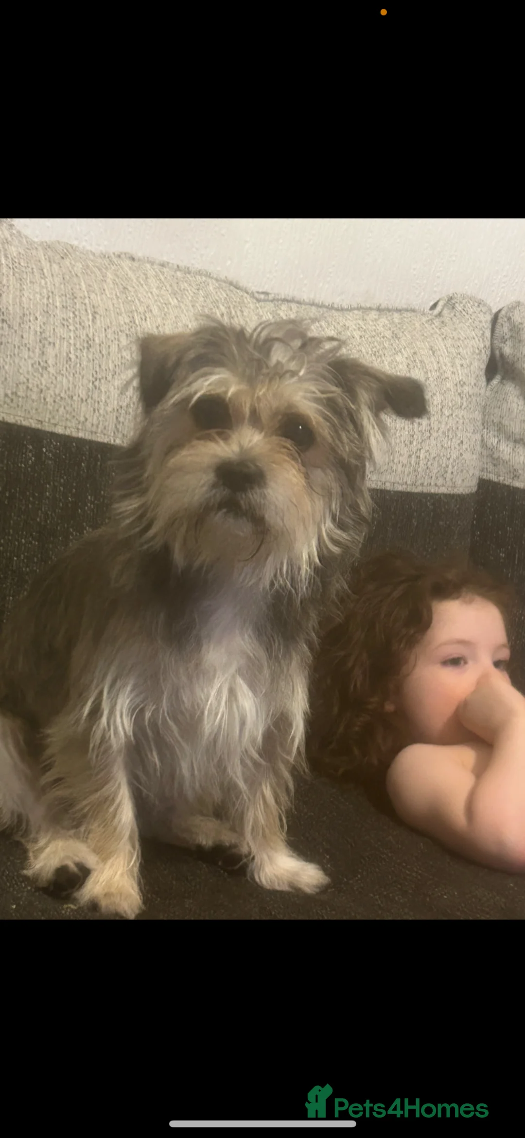 Mixed Breed dogs for sale: Terrier dog - Advert 1