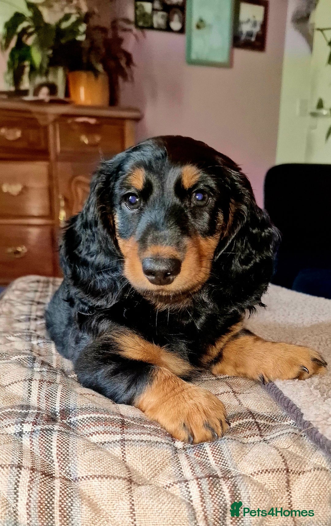 Dachshund dogs for sale: Long haired dachshund black and tan in Huddersfield - Image 3