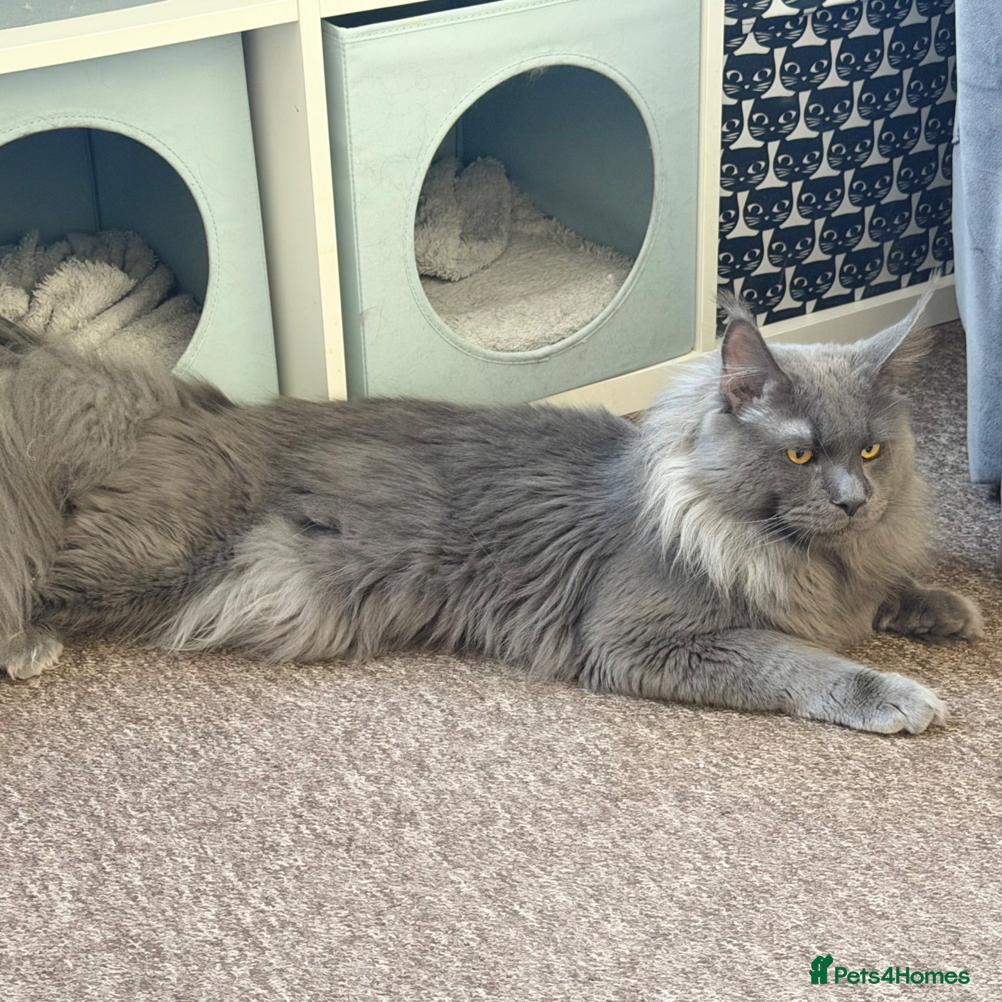 Maine Coon cats for stud: Champion Lines - Proven, Gentle - Blue Smoke - Advert 6