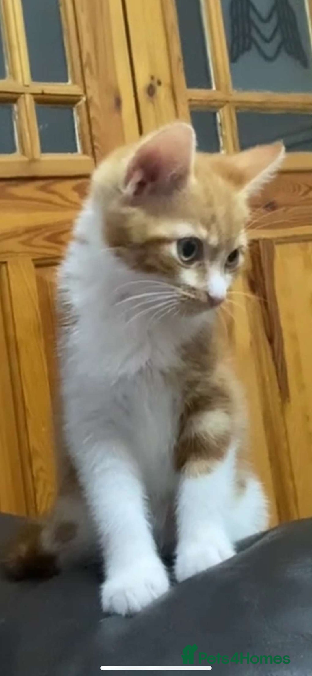 Mixed Breed cats for sale: White and ginger male kitten  - Image 6