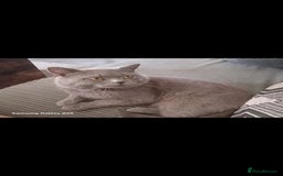 British Shorthair cats for sale: British short-hair kittens - Image 9