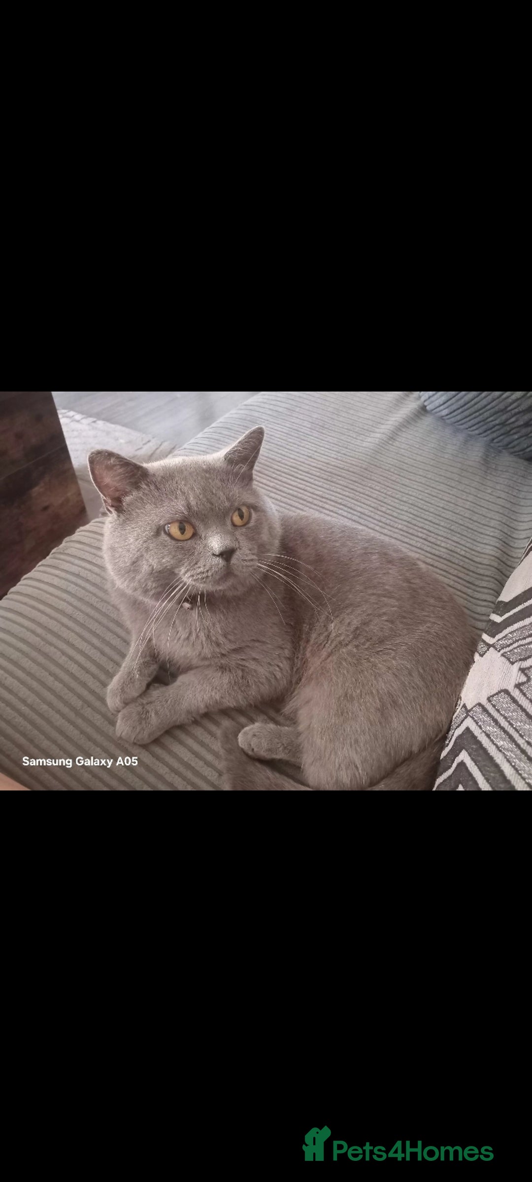 British Shorthair cats for sale: British short-hair kittens - Image 9