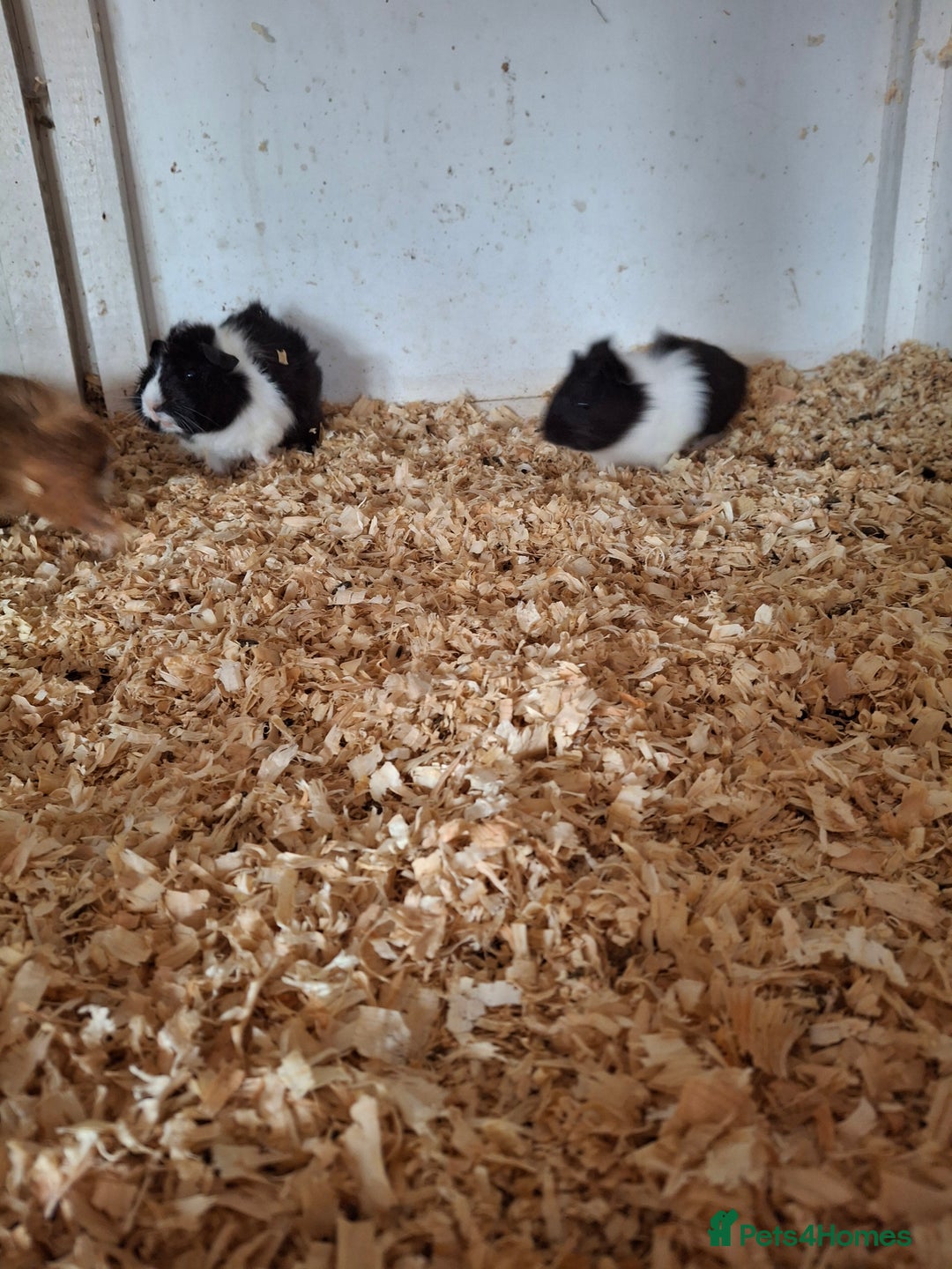 Guinea Pig rodents for sale: Female guinea pigs, various ages - Image 5