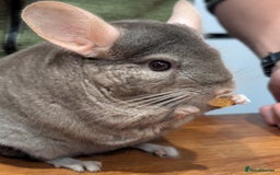 Chinchilla rodents for sale: Medium Tan Lovely Female Chinchilla for sale - Advert 1