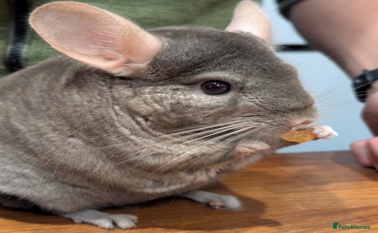 Chinchilla rodents Medium Tan Lovely Female Chinchilla for sale - Advert 1