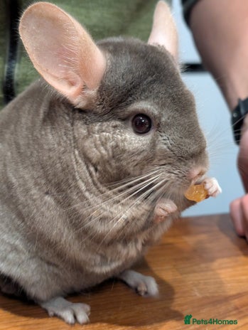 Chinchilla rodents Medium Tan Lovely Female Chinchilla for sale - Advert 1