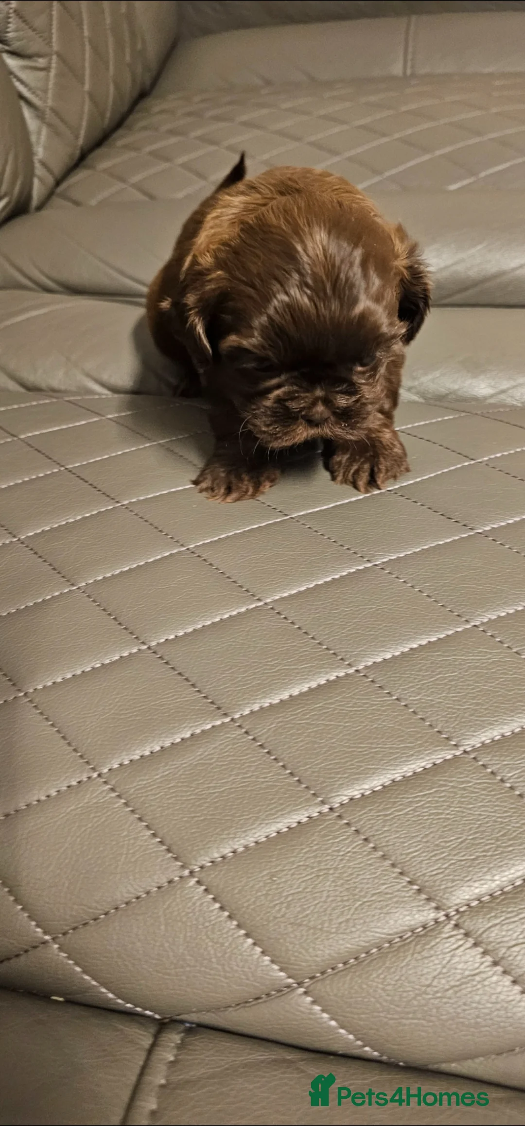 Shih Tzu dogs for sale: Puppy SHIT-ZU in Manchester - Advert 6