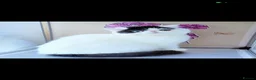 Exotic cats for sale: Superb quality rare exotic kittens. - Advert 12